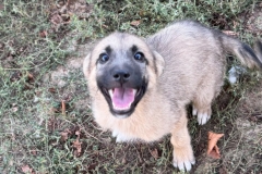 Benji-5