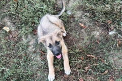 Benji-8