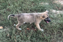 Benji-9
