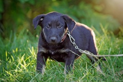 Berti-2