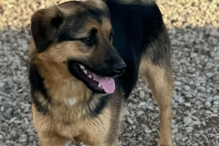 Blacky-3