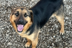 Blacky-4