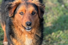 Bodo-2