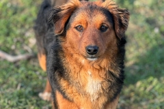 Bodo-3