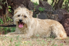 Bonzo