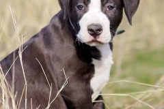 Bruno (14)