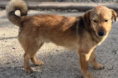 Bruno-3