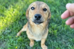 Bruno-4