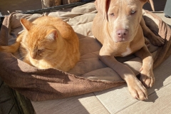 WhatsApp-Bild-2025-10-29-um-20.30.23_804f752f WhatsApp-Bild-2025-10-29-um-20.30.23_804f752f