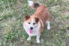Chino-5