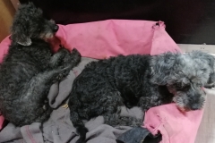 Pudel-1