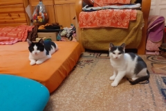 Egon-und-Erik