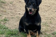 Ella-4