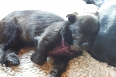 Ellie-2