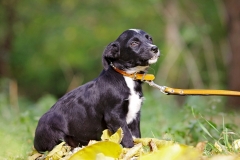 Fido (13)