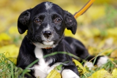 Fido (2)
