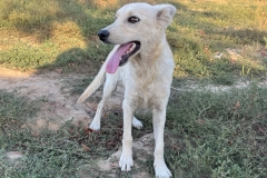 Frieda-2