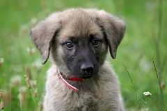 Frodo-21