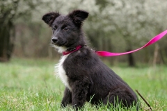Geraldine-2