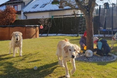Goldie-1