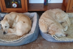 Goldie-4