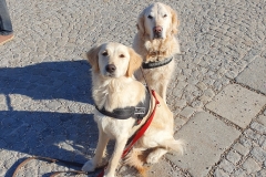 Goldie-5