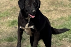 Henry-1