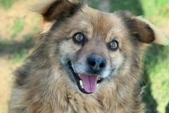 Idefix-1