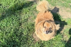 Idefix-3