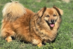 Idefix-4