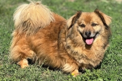 Idefix-5