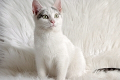 Irina1-6