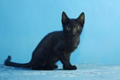 Ivan-2