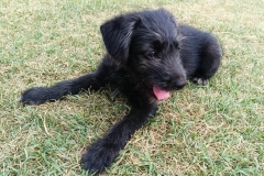 Jack-3