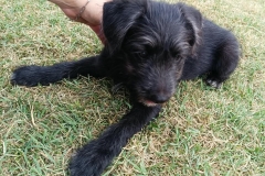 Jack-4