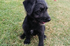 Jack-6