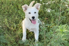 Kira-1