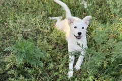 Kira-2