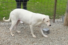 Dogomix-3