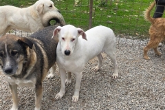 Dogomix-5