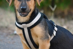Koda3