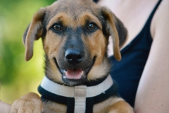 Koda6