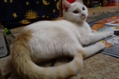 Latte-9