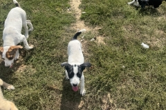 Leni-2