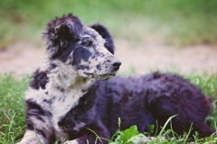 Lola (2)