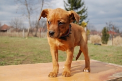 Lotti (4)