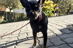 Netti-Lucy-2