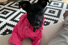 fde4d22f-6b62-42ae-8091-a01f98268f23