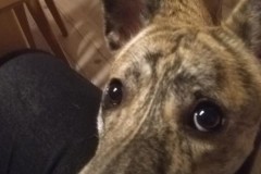 Mikka-1