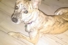 Mikka-4